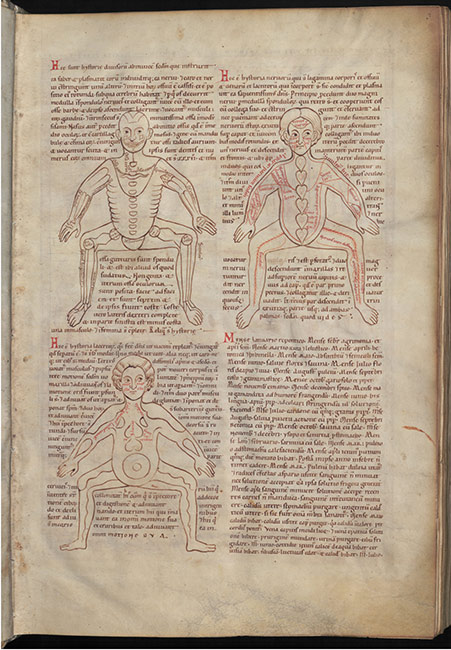 Mittelalterliche Darstellungen der inneren Anatomie des Menschen nach Galen: auf S. 6 (fol. 2v) erst Venen (links), dann Arterien (rechts), auf S. 7 (fol. 3r) dann Knochen, Nerven und Muskeln.